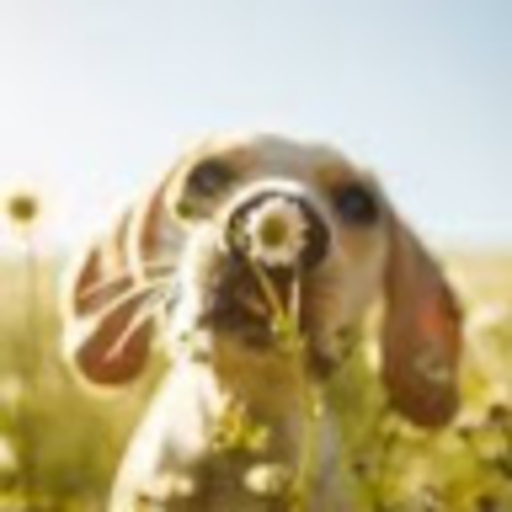 Meet your Posher, Ella